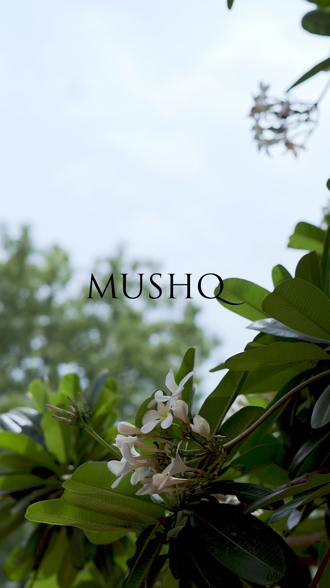 Olive Green Embellished Organza Gharara (3-Piece) - Image 7