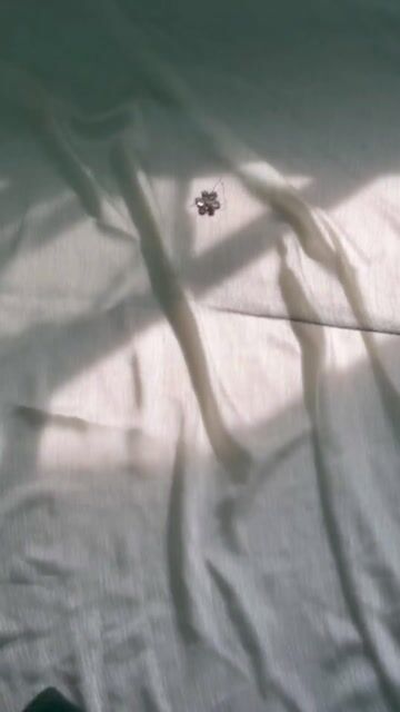 Dark Green Embroidered Chiffon Sharara Set (3-Piece) - Image 9