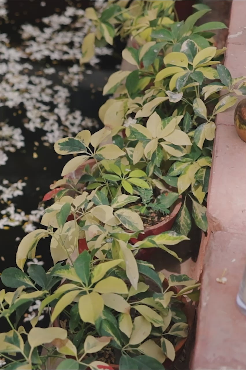 Pakistani Magenta Zardozi Cotton Net Angrakha Lehenga (3-Piece) - Image 4